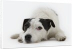 Jack Russell Terrier Lying Down by Anonymous