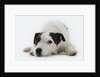 Jack Russell Terrier Lying Down by Anonymous
