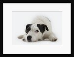 Jack Russell Terrier Lying Down by Anonymous