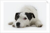 Jack Russell Terrier Lying Down by Anonymous