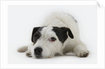 Jack Russell Terrier Lying Down by Anonymous