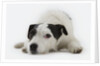 Jack Russell Terrier Lying Down by Anonymous