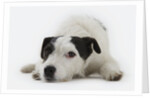 Jack Russell Terrier Lying Down by Anonymous
