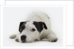 Jack Russell Terrier Lying Down by Anonymous