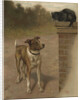 Illustration of a Dog and Cat by William Weekes
