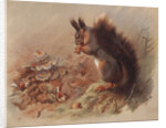 Sciurus Vulgaris: The Common Squirrel by Archibald Thorburn