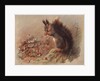 Sciurus Vulgaris: The Common Squirrel by Archibald Thorburn