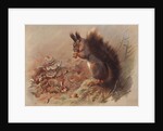 Sciurus Vulgaris: The Common Squirrel by Archibald Thorburn