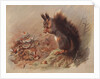 Sciurus Vulgaris: The Common Squirrel by Archibald Thorburn