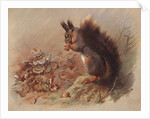 Sciurus Vulgaris: The Common Squirrel by Archibald Thorburn