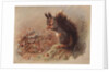 Sciurus Vulgaris: The Common Squirrel by Archibald Thorburn
