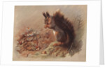 Sciurus Vulgaris: The Common Squirrel by Archibald Thorburn