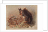 Sciurus Vulgaris: The Common Squirrel by Archibald Thorburn