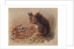 Sciurus Vulgaris: The Common Squirrel by Archibald Thorburn