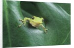 Frog Peeking Out From Leaf by Anonymous