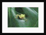 Frog Peeking Out From Leaf by Anonymous