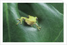 Frog Peeking Out From Leaf by Anonymous