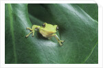 Frog Peeking Out From Leaf by Anonymous