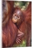 Orangutan and Baby by Anonymous