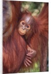 Orangutan and Baby by Anonymous