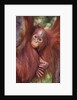 Orangutan and Baby by Anonymous