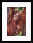 Orangutan and Baby by Anonymous