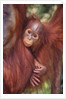 Orangutan and Baby by Anonymous