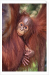 Orangutan and Baby by Anonymous