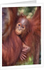 Orangutan and Baby by Anonymous
