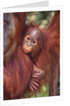 Orangutan and Baby by Anonymous