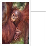 Orangutan and Baby by Anonymous
