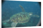 Green Turtle in Indian Ocean by Anonymous