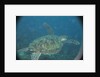 Green Turtle in Indian Ocean by Anonymous