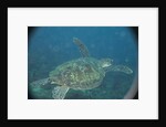 Green Turtle in Indian Ocean by Anonymous