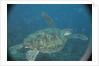 Green Turtle in Indian Ocean by Anonymous