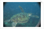 Green Turtle in Indian Ocean by Anonymous