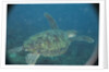 Green Turtle in Indian Ocean by Anonymous
