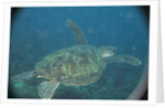 Green Turtle in Indian Ocean by Anonymous