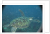 Green Turtle in Indian Ocean by Anonymous