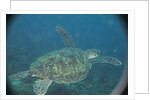 Green Turtle in Indian Ocean by Anonymous