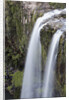 Whangerei Falls in Rainforest by Anonymous