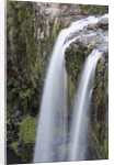 Whangerei Falls in Rainforest by Anonymous