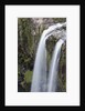 Whangerei Falls in Rainforest by Anonymous