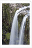 Whangerei Falls in Rainforest by Anonymous