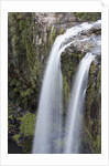 Whangerei Falls in Rainforest by Anonymous