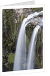 Whangerei Falls in Rainforest by Anonymous