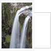Whangerei Falls in Rainforest by Anonymous
