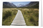 Wooden Path through Mount Cook National Park by Anonymous
