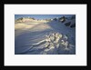 Fox Glacier by Anonymous