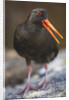 Variable Oystercatcher by Anonymous